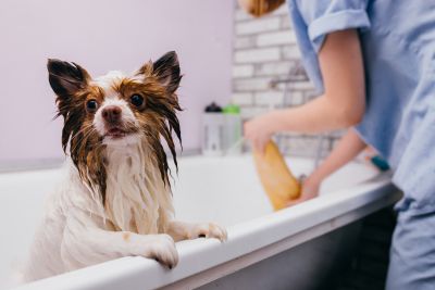 Pet Grooming and Pet Sitting Insurance in St. Louis Park, MN by Hatzung Insurance