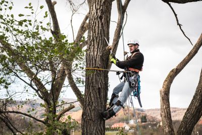 Tree Trimming Insurance in St. Louis Park, MN by Hatzung Insurance