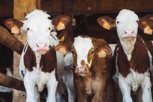 Livestock Insurance in St. Louis Park, Minneapolis, Apple Valley, Hennepin County, MN