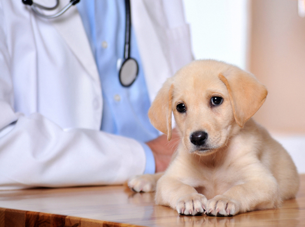 St. Louis Park, Minneapolis, Apple Valley, Hennepin County, MN Pet Clinic Insurance